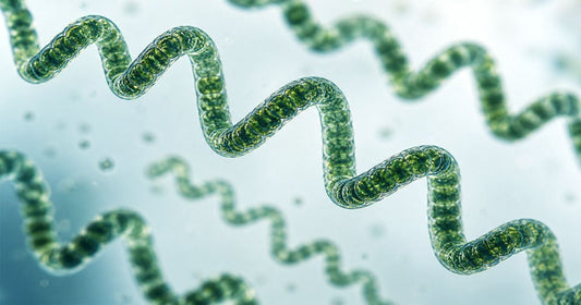 Microscopic view of spirulina microalgae showing spiral filament structure in a soft, natural light environment